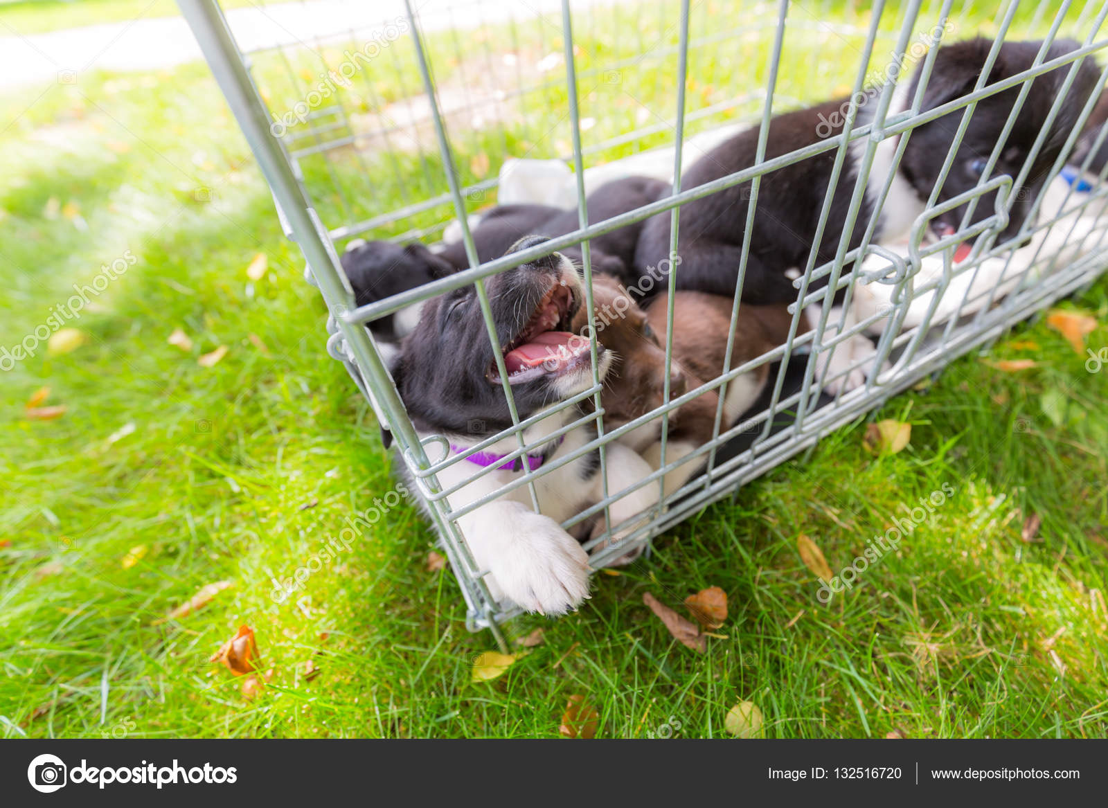 border collie cage