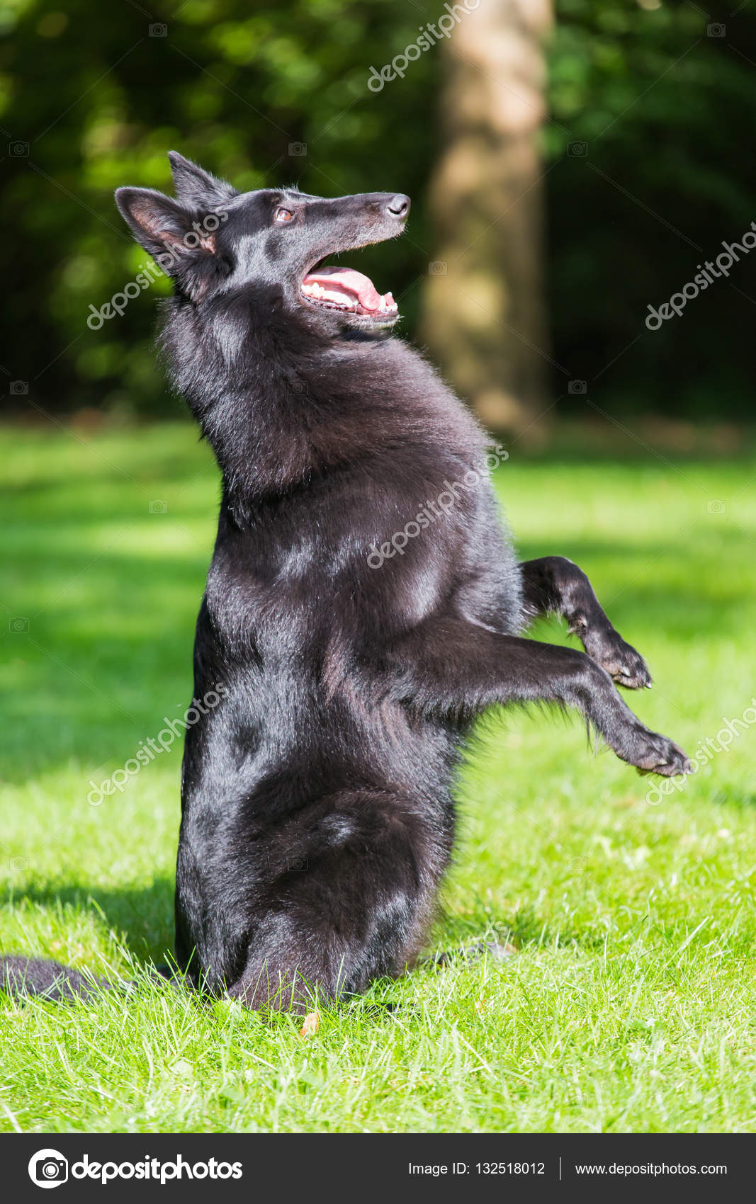 Beautiful Groenendael Dog Puppy Running In Spring Nature Black Belgian Shepherd Agility Training Outdoors Stock Photo C Icemanphotos 132518012