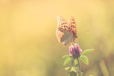 Doğa arka plan kavramı. Güzel yaz çayır arka plan. İlham verici doğa portre.