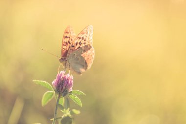 Doğa arka plan kavramı. Güzel yaz çayır arka plan. İlham verici doğa portre.