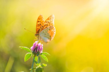 Doğa arka plan kavramı. Güzel yaz çayır arka plan. İlham verici doğa portre.