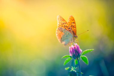 Doğa arka plan kavramı. Güzel yaz çayır arka plan. İlham verici doğa portre.