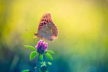 Doğa arka plan kavramı. Güzel yaz çayır arka plan. İlham verici doğa portre.