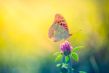 Doğa arka plan kavramı. Güzel yaz çayır arka plan. İlham verici doğa portre.