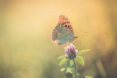 Doğa arka plan kavramı. Güzel yaz çayır arka plan. İlham verici doğa portre.