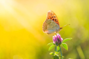 Doğa arka plan kavramı. Güzel yaz çayır arka plan. İlham verici doğa portre.