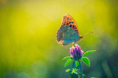 Doğa arka plan kavramı. Güzel yaz çayır arka plan. İlham verici doğa portre.