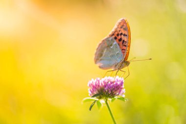 Doğa arka plan kavramı. Güzel yaz çayır arka plan. İlham verici doğa portre.