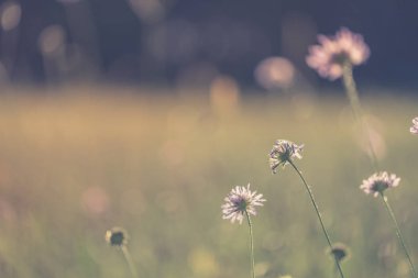 Güzel yaz çayır ve çiçek alan. Vintage tonları ile yumuşak güneş ışığı ve güneş ışınları