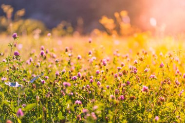 Güzel yaz çayır ve çiçek alan. Vintage tonları ile yumuşak güneş ışığı ve güneş ışınları