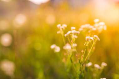 Güzel yaz çayır ve çiçek alan. Vintage tonları ile yumuşak güneş ışığı ve güneş ışınları