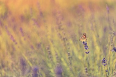 Gün batımında kelebekli lavanta çalıları. Mor lavanta çiçekleri üzerine gün batımı havası. İlham verici yaz çiçekleri arka planı.