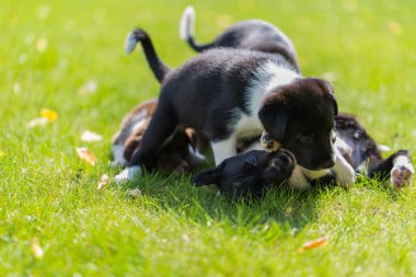 Güzel yeşil çim şirin kenar kömür ocağı köpek yavrusu. Oynarken dışarıda güzel akıllı safkan köpek yavrusu.