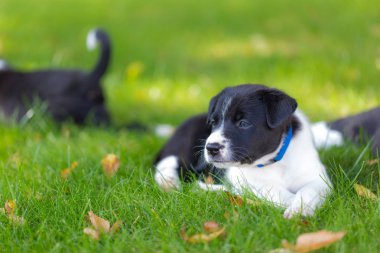 Güzel yeşil çim şirin kenar kömür ocağı köpek yavrusu. Oynarken dışarıda güzel akıllı safkan köpek yavrusu.