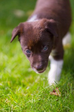 Güzel yeşil çim şirin kenar kömür ocağı köpek yavrusu. Oynarken dışarıda güzel akıllı safkan köpek yavrusu.