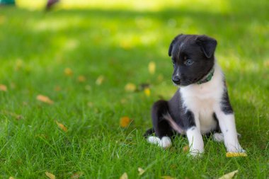 Güzel yeşil çim şirin kenar kömür ocağı köpek yavrusu. Oynarken dışarıda güzel akıllı safkan köpek yavrusu.