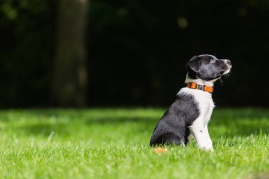 Sınır Collies siyah köpek yavrusu. 4 haftalık köpeklerine açık havada güneşli bir gün. Güneşli bir günde doğada açık havada tasma olmadan bir safkan kenar kömür ocağı köpek yavrusu.