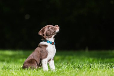 Sınır Collies siyah köpek yavrusu. 4 haftalık köpeklerine açık havada güneşli bir gün. Güneşli bir günde doğada açık havada tasma olmadan bir safkan kenar kömür ocağı köpek yavrusu.