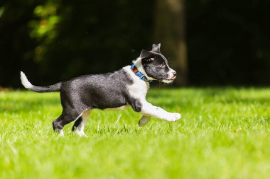 Sınır Collies siyah köpek yavrusu. 4 haftalık köpeklerine açık havada güneşli bir gün. Güneşli bir günde doğada açık havada tasma olmadan bir safkan kenar kömür ocağı köpek yavrusu.
