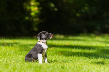 Sınır Collies siyah köpek yavrusu. 4 haftalık köpeklerine açık havada güneşli bir gün. Güneşli bir günde doğada açık havada tasma olmadan bir safkan kenar kömür ocağı köpek yavrusu.