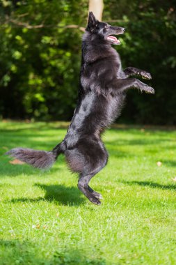 Güzel eğlenceli Groenendael köpek köpek yavrusu bekliyor. Siyah Belçika çoban Groenendael sonbahar portre