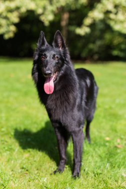Güzel eğlenceli Groenendael köpek köpek yavrusu bekliyor. Siyah Belçika çoban Groenendael sonbahar portre