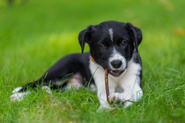 Sınır Collies siyah köpek yavrusu. 4 haftalık köpeklerine açık havada güneşli bir gün. Güneşli bir günde doğada açık havada tasma olmadan bir safkan kenar kömür ocağı köpek yavrusu.