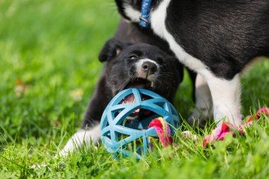 Parkta oynayan sevimli ve şirin kenar kömür ocağı köpek yavrusu. Güzel yeşil Bahçe, yeşil çimen arka plan.