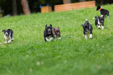 Parkta oynayan sevimli ve şirin kenar kömür ocağı köpek yavrusu. Güzel yeşil Bahçe, yeşil çimen arka plan.