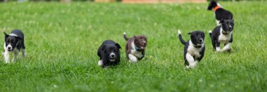 Parkta oynayan sevimli ve şirin kenar kömür ocağı köpek yavrusu. Güzel yeşil Bahçe, yeşil çimen arka plan.
