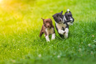 Parkta oynayan sevimli ve şirin kenar kömür ocağı köpek yavrusu. Güzel yeşil Bahçe, yeşil çimen arka plan.