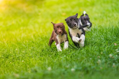 Parkta oynayan sevimli ve şirin kenar kömür ocağı köpek yavrusu. Güzel yeşil Bahçe, yeşil çimen arka plan.