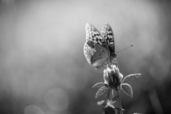 Όμορφη Άνοιξη Καλοκαίρι Closeup Της Πεταλούδας Ένα Λουλούδι Ηλιοφάνειας Και — Φωτογραφία Αρχείου
