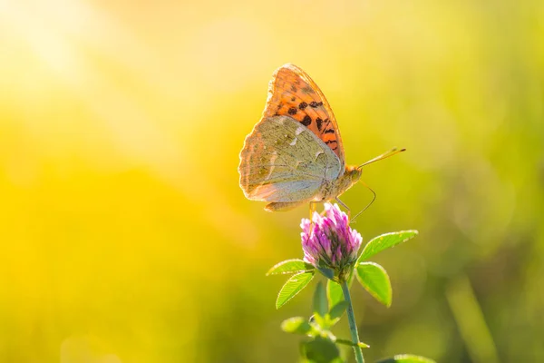 Natuur Achtergrond Concept Mooie Zomerse Weide Achtergrond Inspirerende Natuur Closeup — Stockfoto