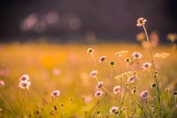 Schöne Sommerwiese Und Blumenwiese Sanftes Sonnenlicht Und Sonnenstrahlen Mit Vintage — Stockfoto