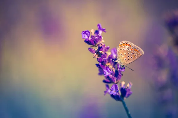Lavendelstruiken met vlindersluiting bij zonsondergang. Zonsondergang stemming over paarse bloemen van lavendel. Inspirerende zomer bloemen achtergrond. — Stockfoto