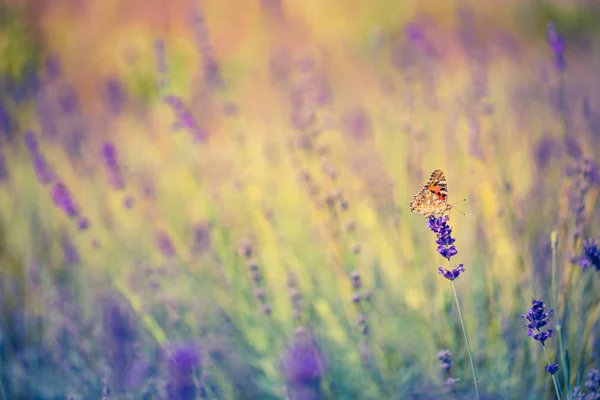 Лавандовые кусты с бабочкой крупным планом на закате. Настроение заката над фиолетовыми цветами лаванды. Вдохновляющие летние цветы фон. — стоковое фото