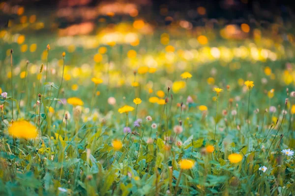 Wilde Wiese rosa Blüten auf Morgensonne Hintergrund. Hintergrund Herbstfeld — Stockfoto