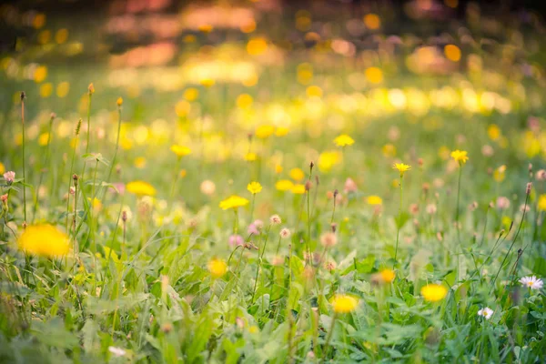 Prato selvatico fiori rosa su sfondo luce del sole del mattino. Autunno campo sfondo — Foto Stock