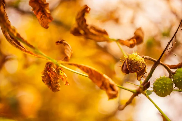 Liście Jesienią Tło Kasztanowca Kolorowe Pod Miękkie Promienie Słońca Słońce — Zdjęcie stockowe