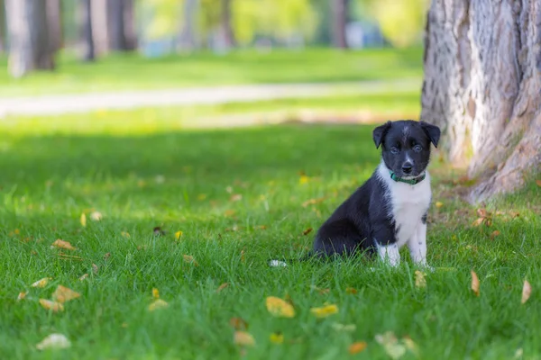Schattige Bordercollie puppy in de prachtig groene gazon. Buiten spelen, mooie slimme rasechte pup. — Stockfoto