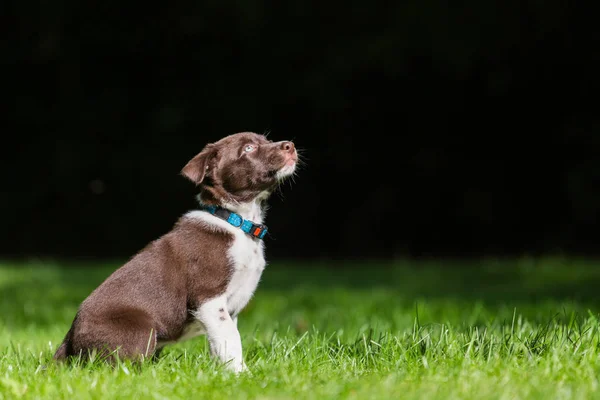 Fekete border collie kiskutya. 4 hetes kölyök kint süt a nap. Border Collie fajtiszta kint a természetben, egy napsütéses napon póráz nélkül. — Stock Fotó