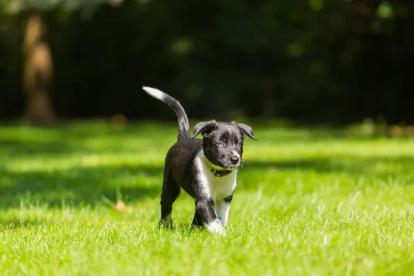 Cachorro negro Border Collies. 4 semanas cachorro al aire libre en un día soleado. Un cachorro Border Collie de raza pura sin correa al aire libre en la naturaleza en un día soleado . — Foto de Stock