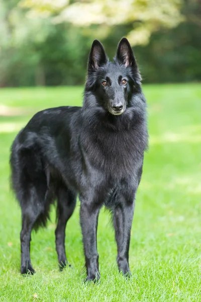 春の自然で実行されている美しい groenendael 犬の子犬。黒ベルギーの羊飼いの屋外で敏捷性トレーニング. — ストック写真