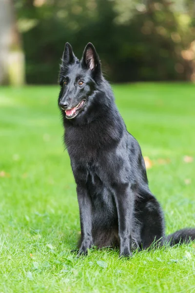 春の自然で実行されている美しい groenendael 犬の子犬。黒ベルギーの羊飼いの屋外で敏捷性トレーニング. — ストック写真