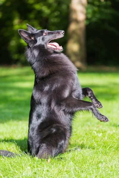 Schöne groenendael Hundewelpen laufen in Frühling Natur. Schwarzer belgischer Schäferhund beim Agility-Training im Freien. — Stockfoto