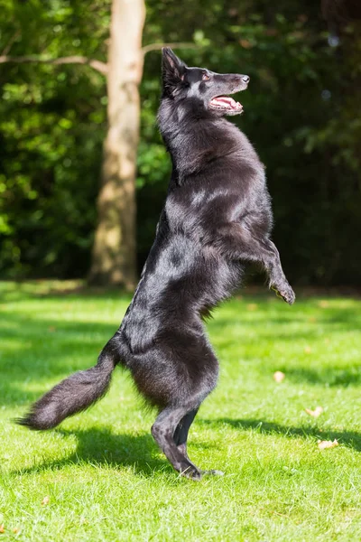 Mooie leuke Groenendael dog pup te wachten. Zwarte Belgische herder Groenendael herfst portret — Stockfoto
