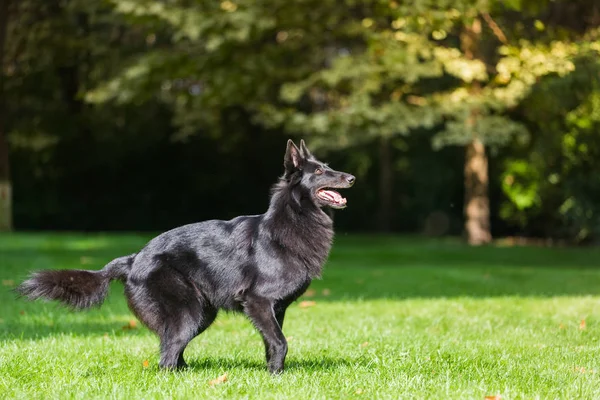 Hermosa diversión Groenendael cachorro de perro esperando. Negro pastor belga Groenendael retrato de otoño —  Fotos de Stock