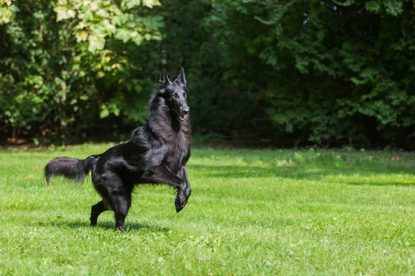 Beautiful fun Groenendael dog puppy waiting. Black Belgian Shepherd Groenendael Autumn Portrait — Stock Photo, Image