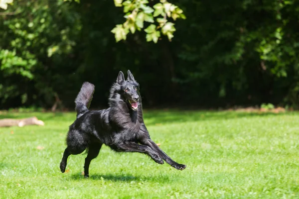 Güzel eğlenceli Groenendael köpek köpek yavrusu bekliyor. Siyah Belçika çoban Groenendael sonbahar portre — Stok fotoğraf